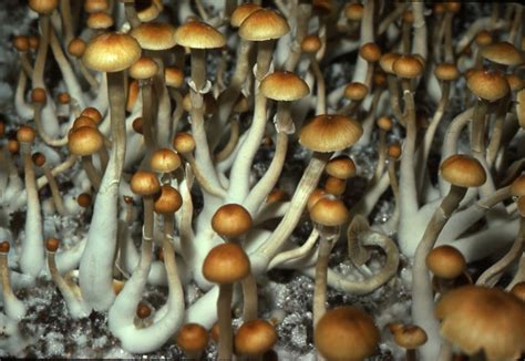 The Role of Liquid Culture in Fostering Sustainable Magic Mushroom Cultivation Practices